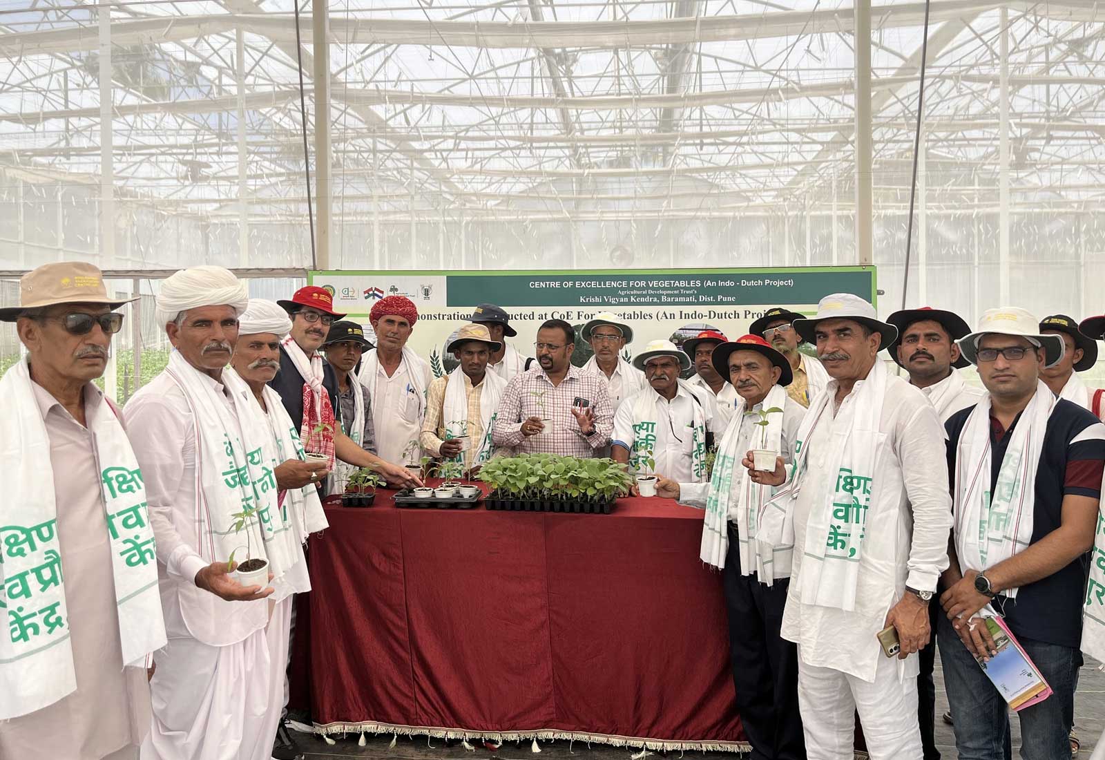 Nagauri Paan Methi regeneration